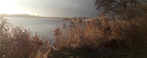 Ankeveense Plassen