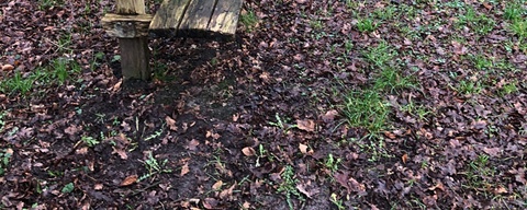 Blijhamsterbos