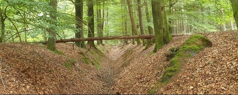 Boswachterij Gees
