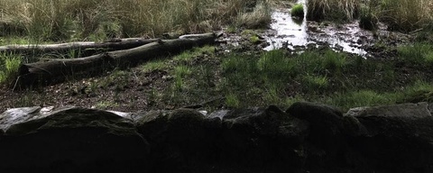 Boswachterij Gieten-Borger
