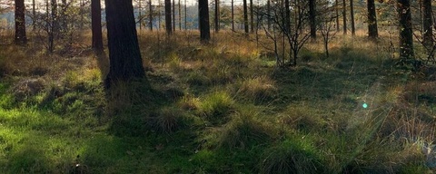 Boswachterij Hooghalen / Meeuwenplas