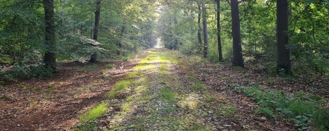 Boswachterij Odoorn