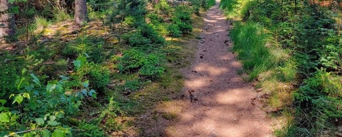 Boswachterij Ruinen