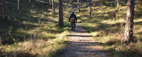 Boswachterij Westerschouwen