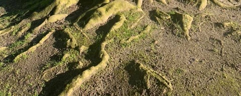 De Gorzen