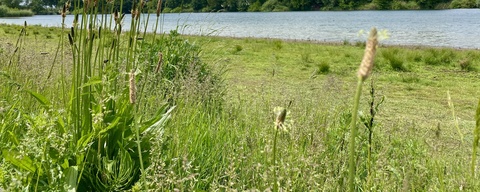De Nevelhorst