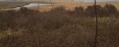 Deltastrand 