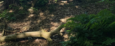 Drents Friese Wold - Noord