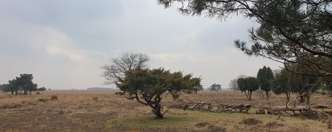 Dwingelderveld Lheederzand