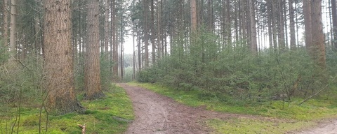 Dwingelderveld Noord