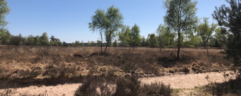 Ederheide / De Drieberg
