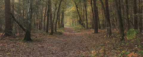 Edese bos