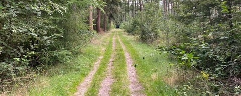 Ellertshaar / Boswachterij Schoonloo