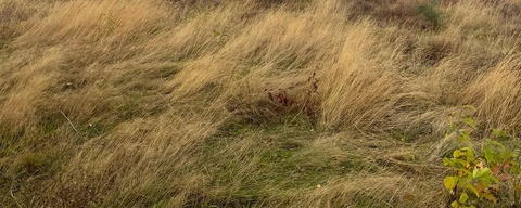 Ermelosche Heide