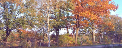 Fransche Kampheide