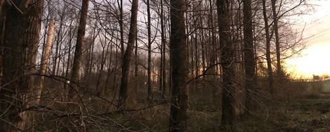Ghoybos