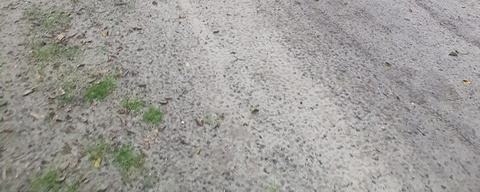 Hof te Dieren