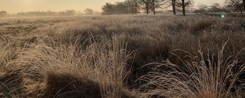 Holtingerveld