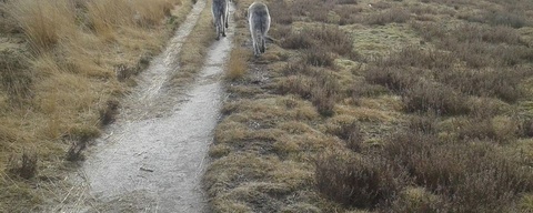Hondenbos Het Leesten