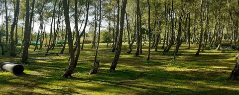 Hondenspeeltuin de Broekpolder