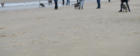 Hondenstrand Bloemendaal