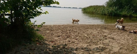 Hondenstrand & Coepelduynen