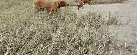 Hondenstrand & duingebied Noordwijk