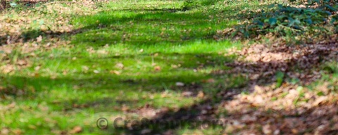 Hoorneboegse heide