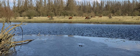 Horsterwold