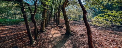 Houdringe