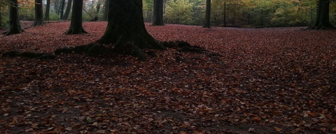 Kapsebos / Veldese Bos