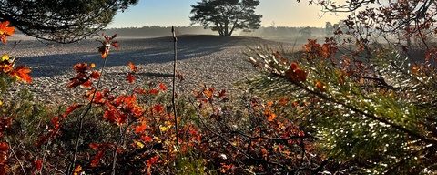 Lange Duinen
