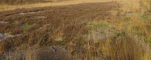 Molenheide