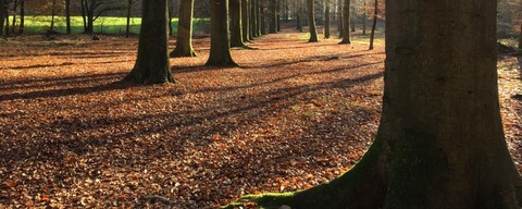 Nieuw Bussummerheide / Bikbergerbos / Crailo