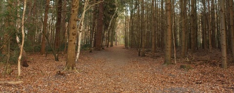 Oranjewoud