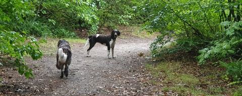 Pettemerbos