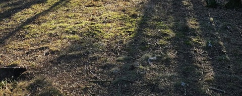 Rozendaalse Veld