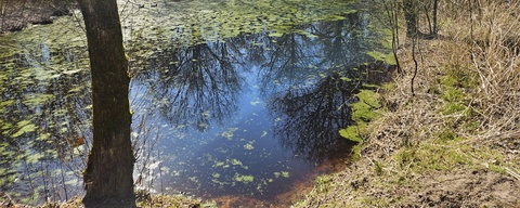 Schadijkse Bossen