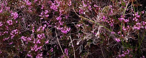 Schoorlse Duinen