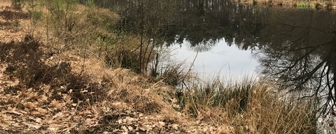Sellingerbossen / Westerwolde