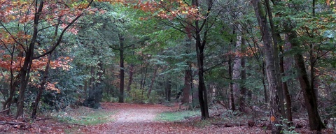 Speulderbos / Putterbos