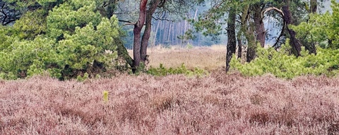 Strabrechtse heide