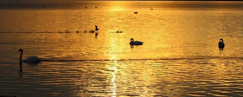 Strand Horst