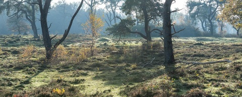 Strubben-Kniphorstbos