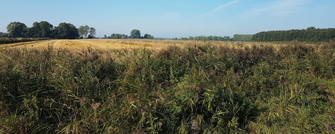 Ten Boersterbos
