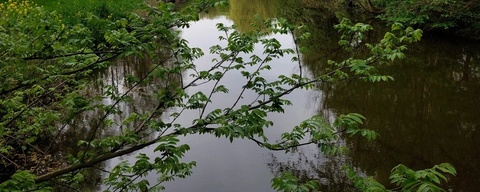 Valckesteynse Bos