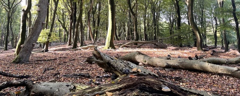 Vierhouterbos