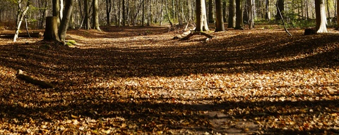 Voorbos