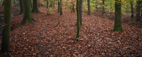 Voorsterbos