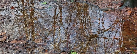 Webersbos